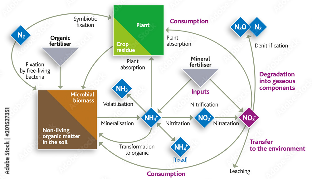 Chimie - Le cycle de l’azote [EN The nitrogen cycle] Stock Vector ...