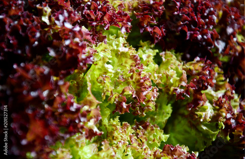 Fresh Lettuce,Selway(Lolla Rossa type) photo