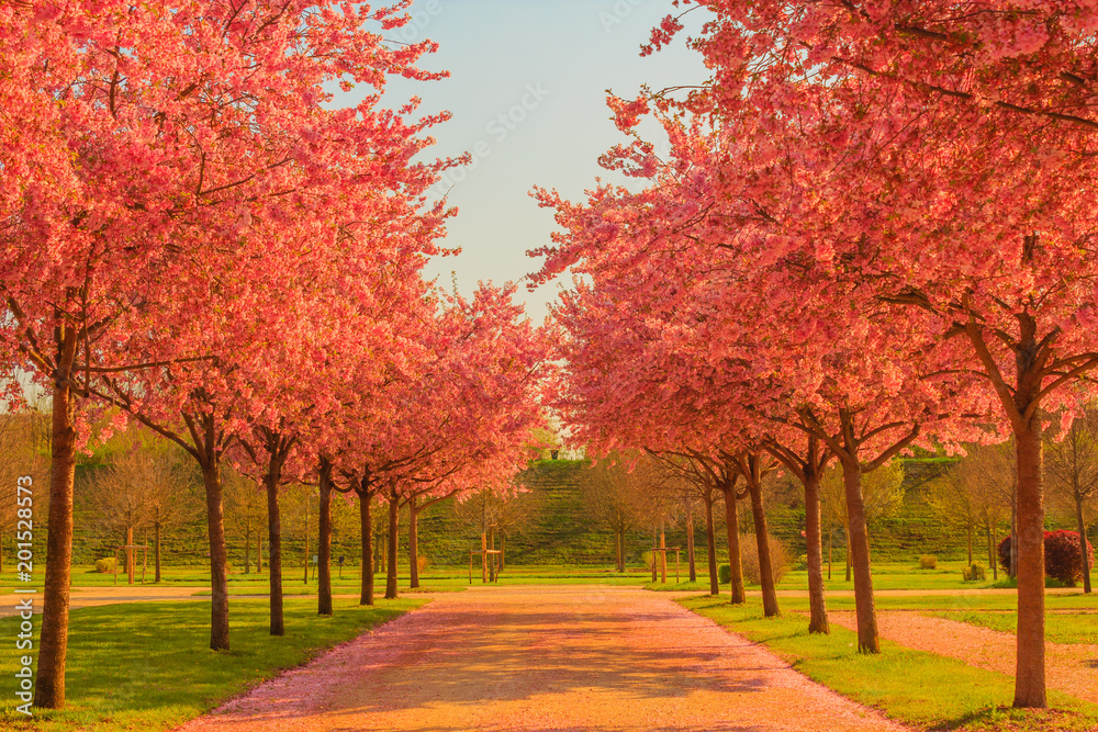 an avenue of blooming cherry trees /an explosion of blooming cherry tree in a park an avenue of blooming cherry trees /an explosion of blooming cherry tree in a park