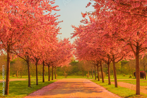 an avenue of blooming cherry trees /an explosion of blooming cherry tree in a park