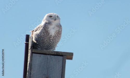 Snowy owl sitting on birdhouse © Bob