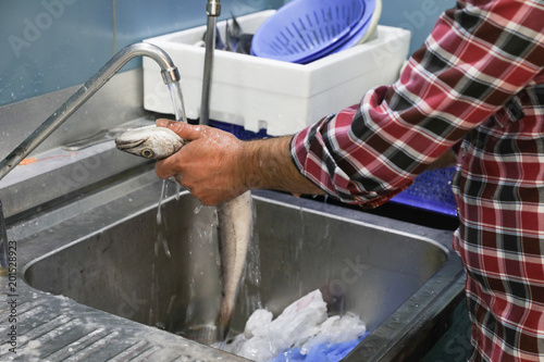 European hake cleaning in a fish shop under the tap.