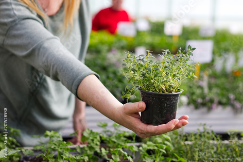 Woman pick out potted thyme at garden center