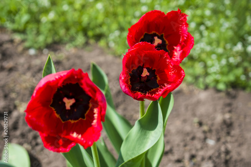 three red tulips in the sun in the garden