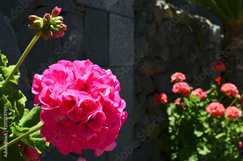 Fototapeta Naklejka Na Ścianę i Meble -  Pink geranium flowers in the garden on a sunny day.Pelargonium close up.Garden flowers concept.Selective focus.