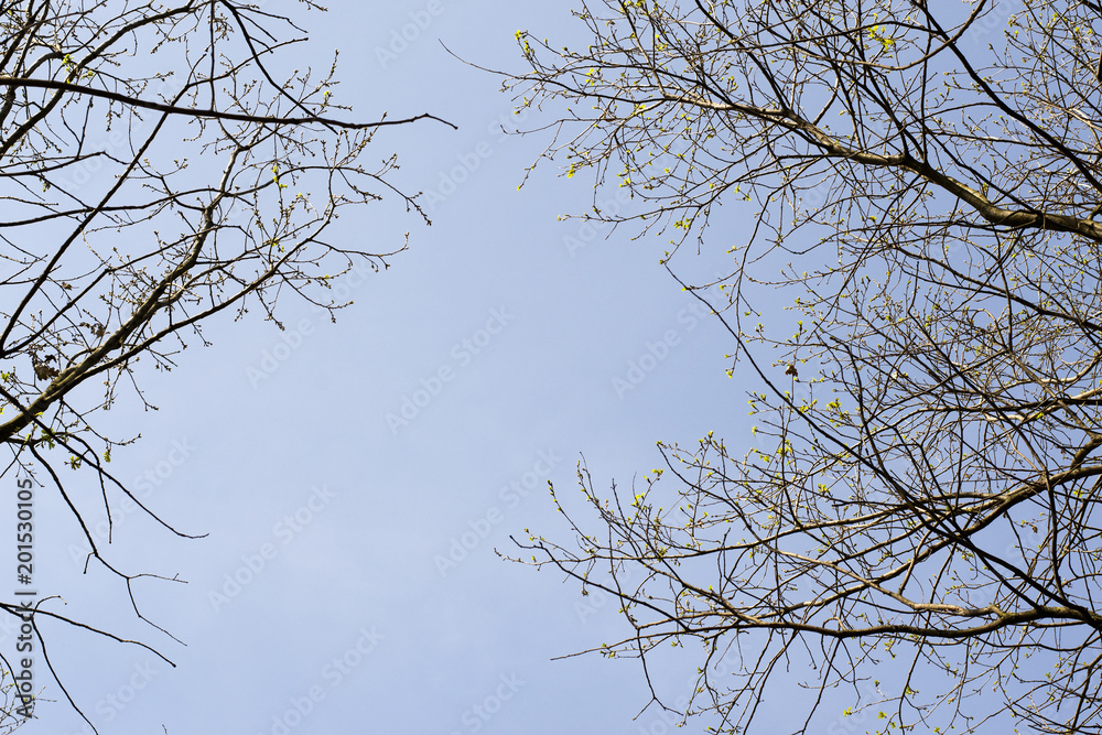 Branches of trees against the blue sky.Silhouette a tree against a background of sky. Dry tree in the sky. Branches of trees against the blue sky.Silhouette a tree against a background of sky. Dry tree in the sky.