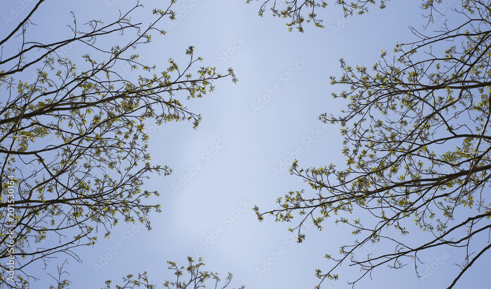 Branches of trees against the blue sky.Silhouette a tree against a background of sky. Dry tree in the sky. Branches of trees against the blue sky.Silhouette a tree against a background of sky. Dry tree in the sky.