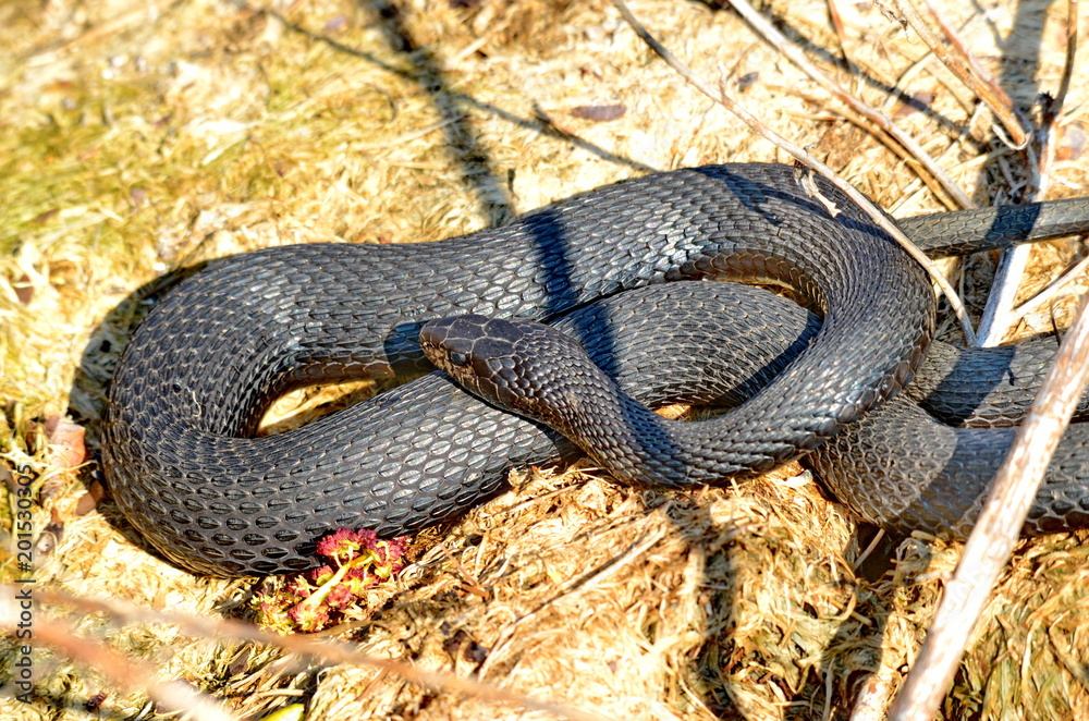 Obraz premium Melanistic Eastern Garter Snake in natural habitat
