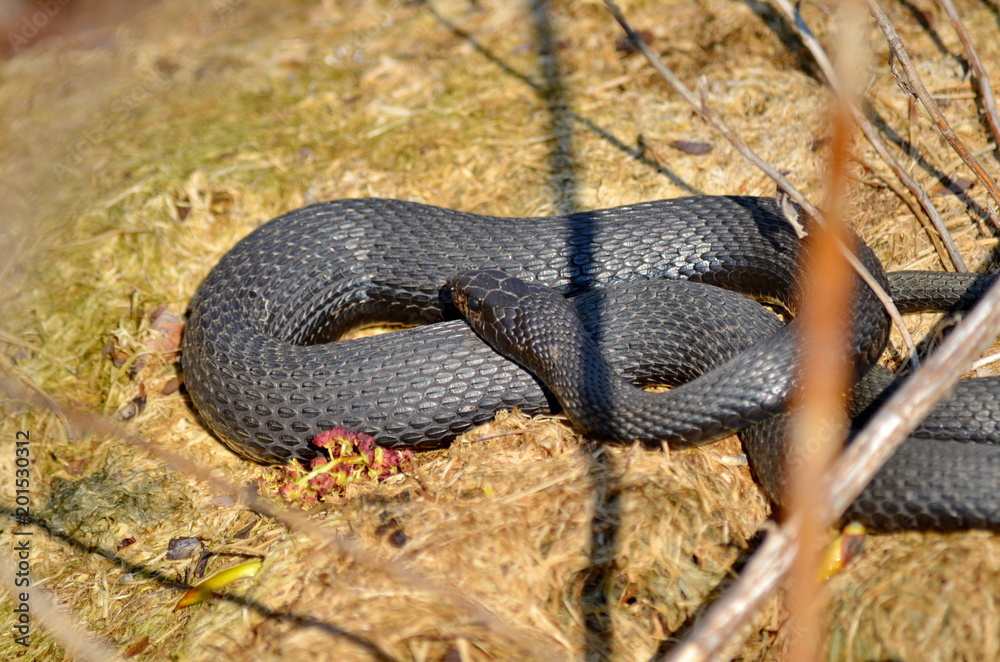 Fototapeta premium Melanistic Eastern Garter Snake in natural habitat