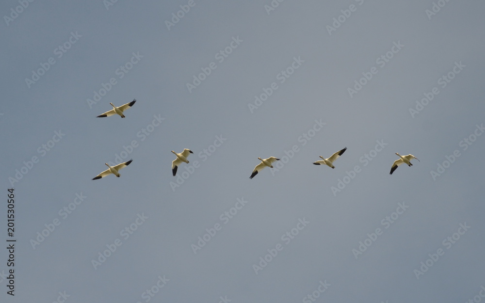 Greater Snow Geese migrating south in the fall Greater Snow Geese migrating south in the fall