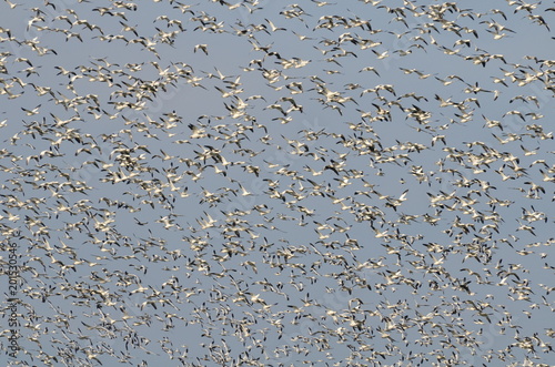 Greater Snow Geese migrating south in the fall 