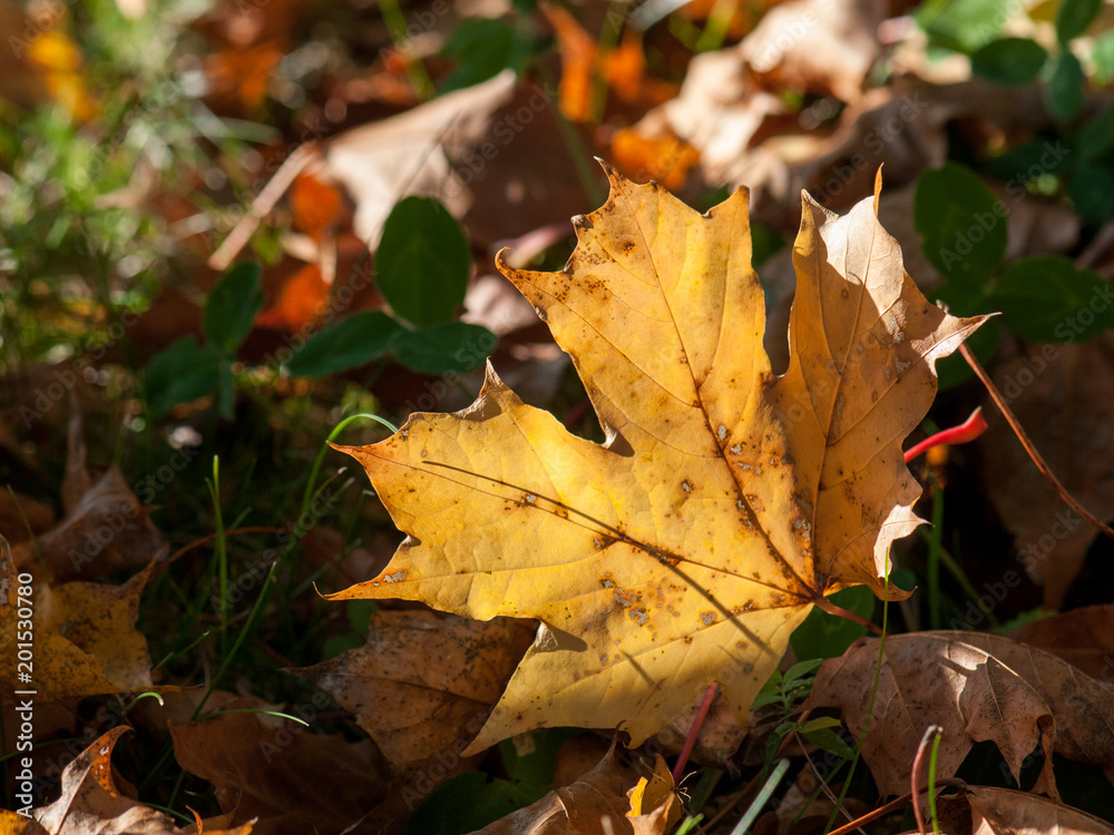 Autumn leaves on the ground during autumn in Östergötland, Sweden Autumn leaves on the ground during autumn in Östergötland, Sweden