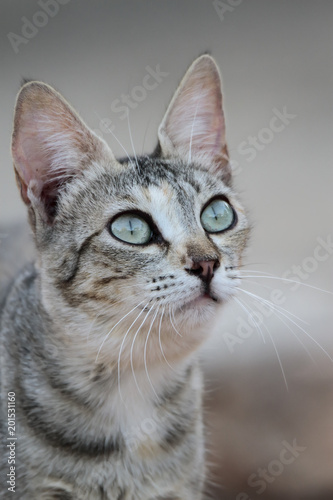 Fototapeta Naklejka Na Ścianę i Meble -  portrait of a dun cat