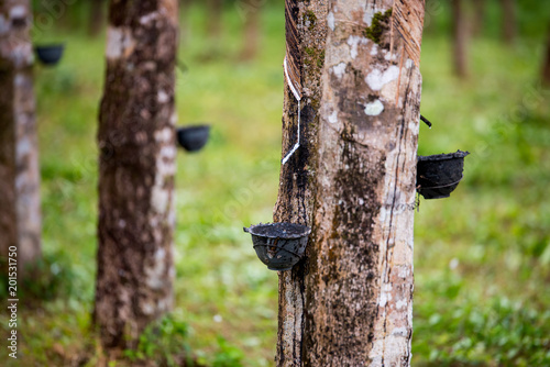 Rubber support rubber tree..