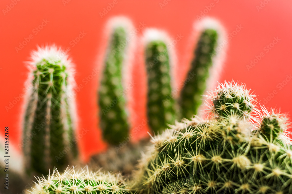 Photo with soft focus of cactus bizarre shape on trendy red background. Photo with soft focus of cactus bizarre shape on trendy red background.