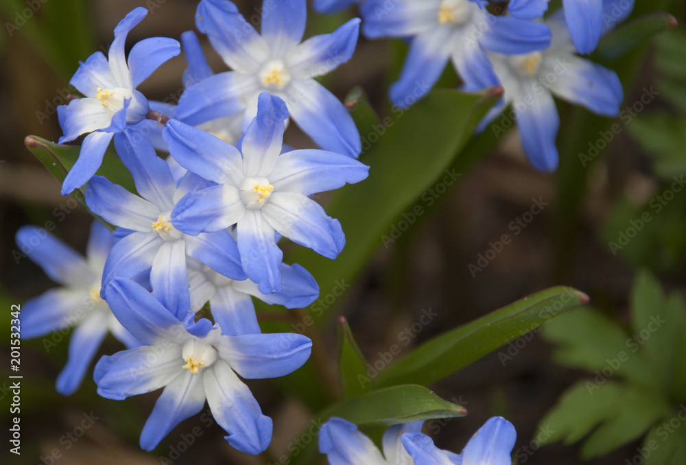 Chionodoxa luciliae. Blue tender spring scilla flowers on green grass. Chionodoxa luciliae. Blue tender spring scilla flowers on green grass.
