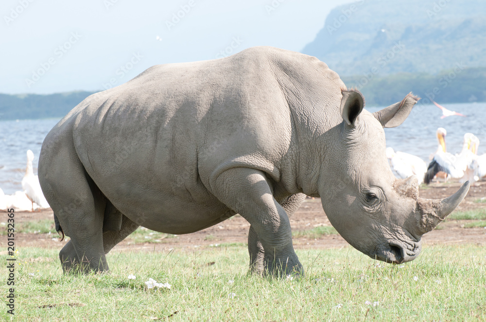 Naklejka premium White Rhino in Lake Nakuru Kenya