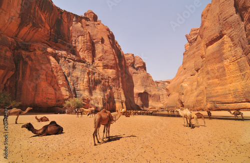 The Guelta d'Archei located in the Ennedi Plateau, in north-eastern Chad
 photo