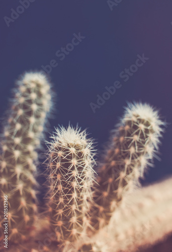 Retro toned image with soft focus of cactus stems on blue background.