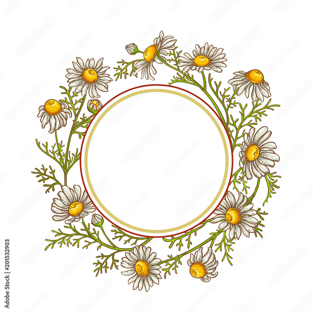 chamomile flower vector frame