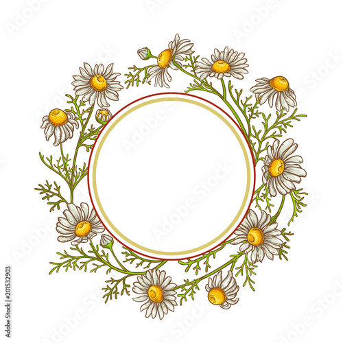 chamomile flower vector frame