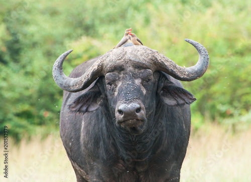 Cape Buffalo, Maasai Mara Kenya