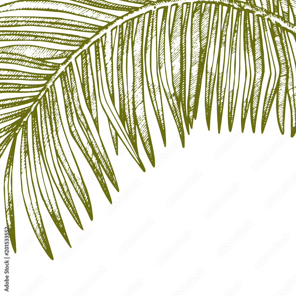 Obraz premium Summer tropical leaves vector design. Floral background illustration. Invitation or card design with jungle leaves.