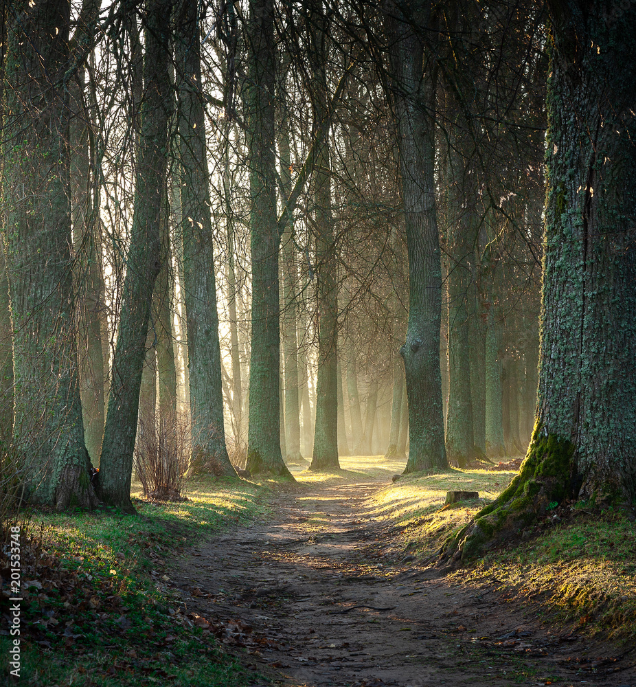 Fototapeta premium tree alley
