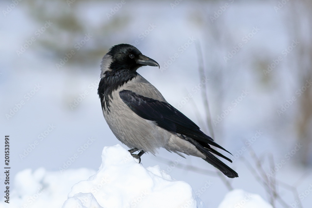 Corvus cornix. The Hooded crow stands on a snow Bank during the winter day Corvus cornix. The Hooded crow stands on a snow Bank during the winter day