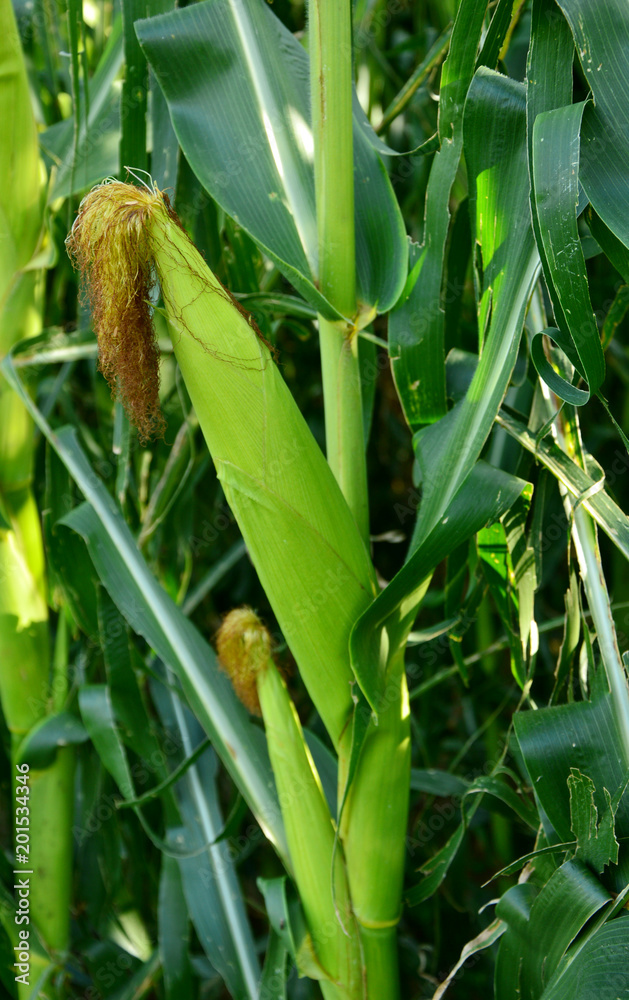 Fresh and young sweet corns plant on field Fresh and young sweet corns plant on field