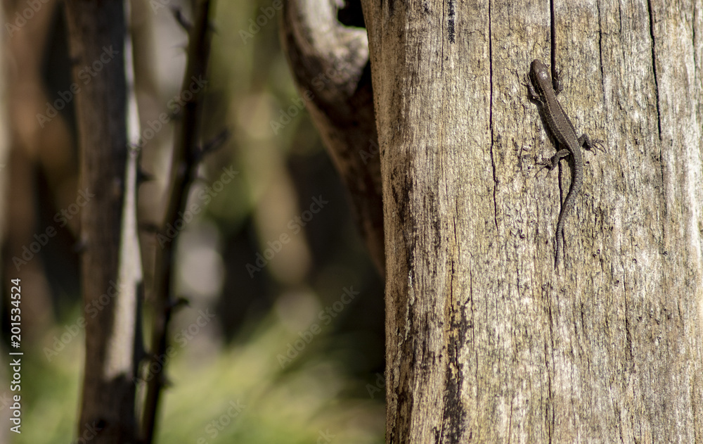 Obraz premium The Wall Lizard