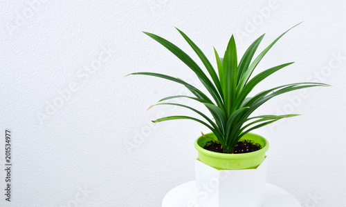 pandan leaves  or Pandanus amaryllifolius is a tropical plant in pot with white wall.  Pandanus are used for food coloring Or flavors of food