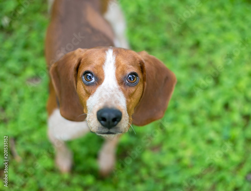 A red and white Beagle dog looking up