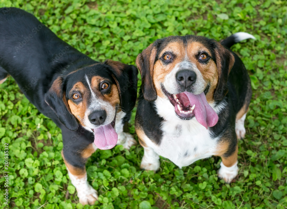 Ταπετσαρία A pair of tricolor Beagle dogs looking up and smiling