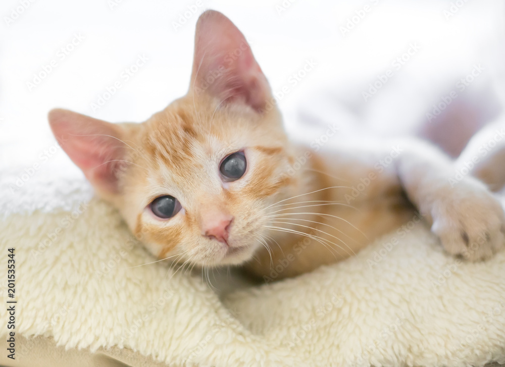 A blind orange tabby kitten with cloudy eyes