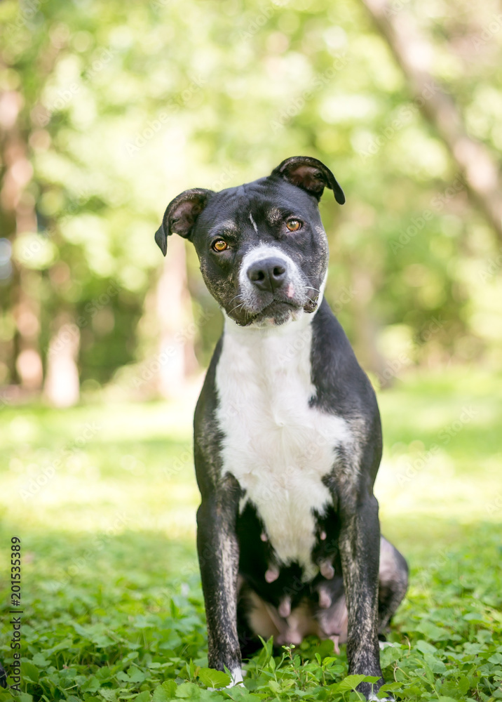 A black and white female Pit Bull Terrier mixed breed dog listening with a head tilt