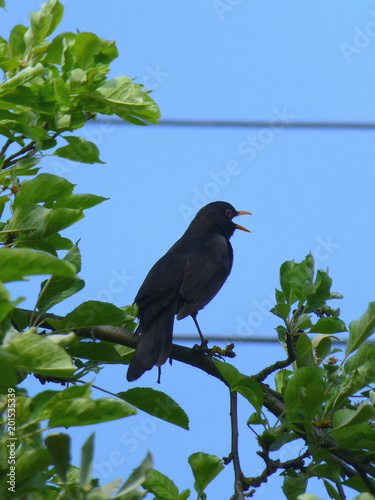 Beautiful male blackbird singing on the branch of a tree in front of the blue sky