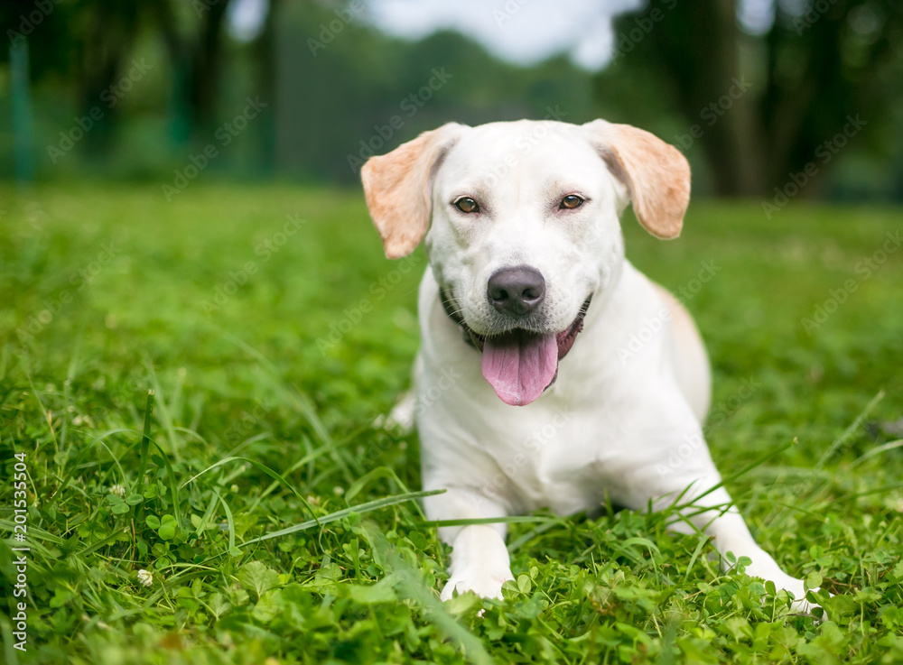 A happy yellow Labrador Retriever dog lying in the grass A happy yellow Labrador Retriever dog lying in the grass
