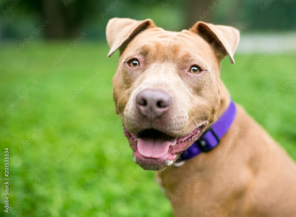 A friendly red Pit Bull Terrier mixed breed dog outdoors