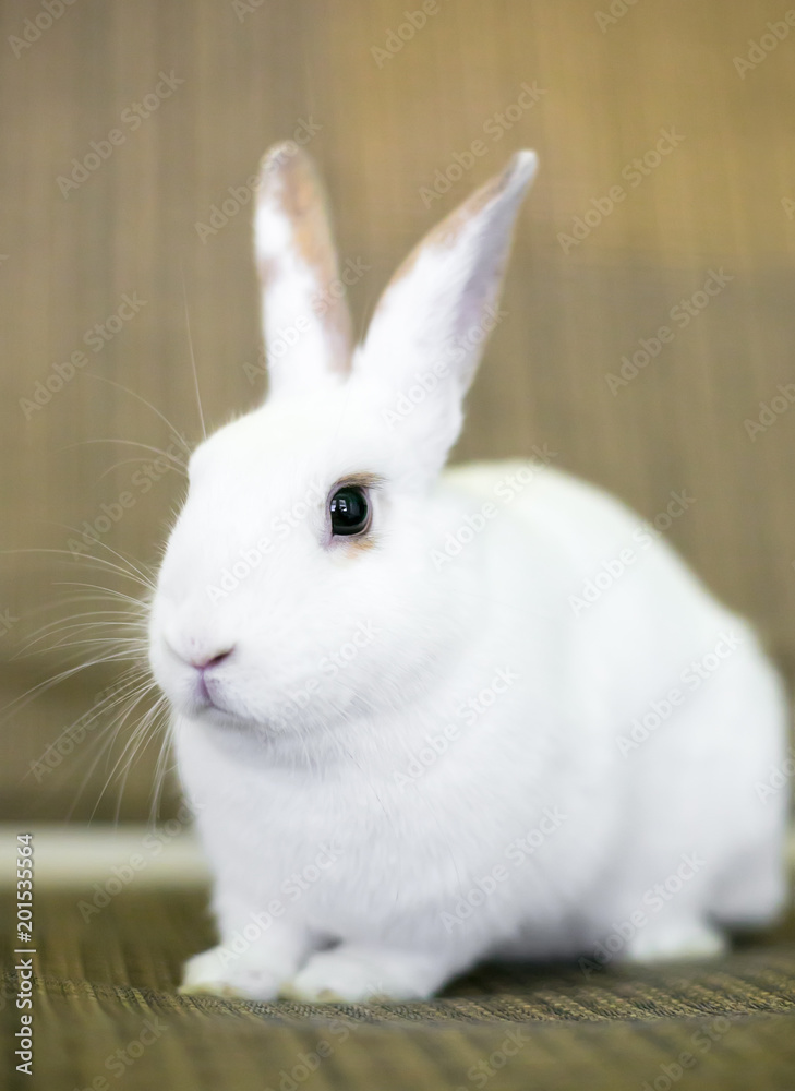A white domestic pet rabbit with tan markings on its ears A white domestic pet rabbit with tan markings on its ears