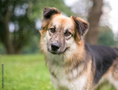 A mixed breed dog listening with a head tilt