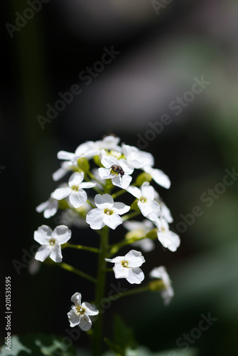 White Wildflower with Fly