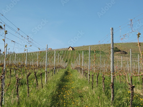 Rebhaus im Frühling