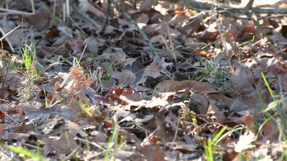 Brown thrasher bird foraging in leaves Brown thrasher bird foraging in leaves