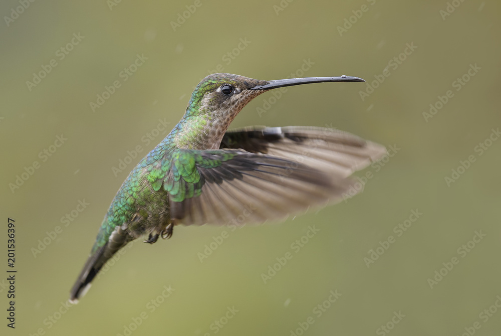 Obraz premium Magnificent Hummingbird - Eugenes fulgens, beautiful colorful hummingbird from Central America forests, Costa Rica.