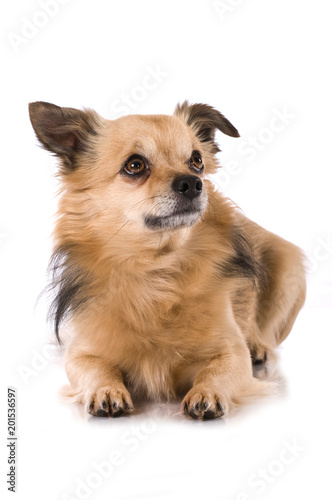 Kleiner Mischlingshund sieht nach oben isoliert auf weißem Hintergrund
