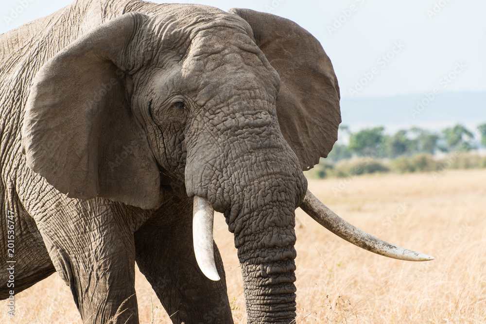 Naklejka premium Elephant in Maasai Mara