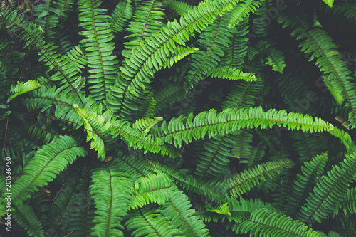 Tropical natural green fern leaf background in dark vintage tone