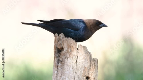 Brown headed cowbird perched on wood fence post