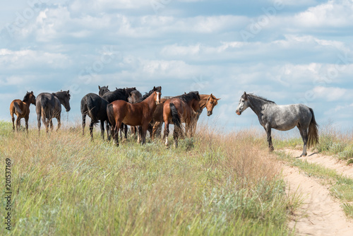 The herd of wild horses.